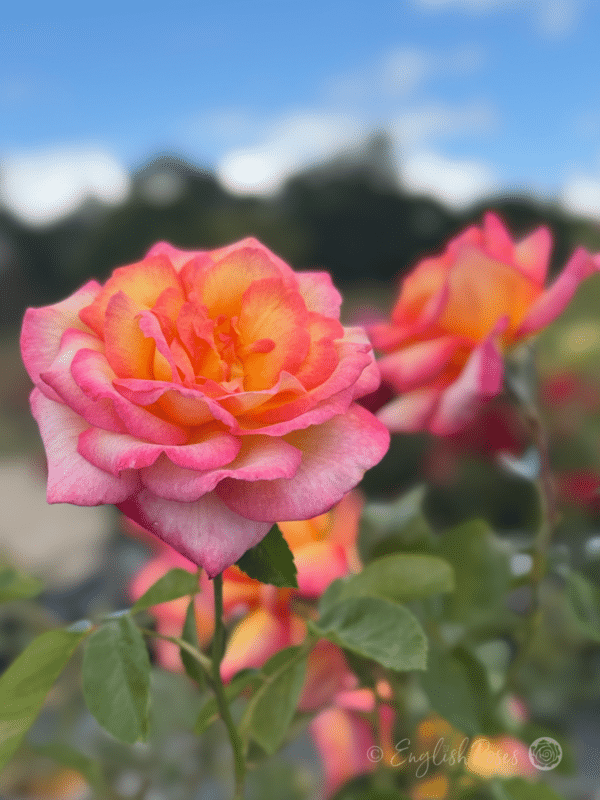 Sheila's Perfume Rose Multiple Blooms - Sunny garden with yellow and pink blooms