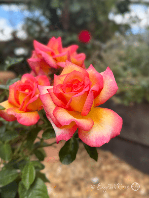 Sheila's Perfume Rose Open Multi-toned Blooms - Scented yellow and pink blooms