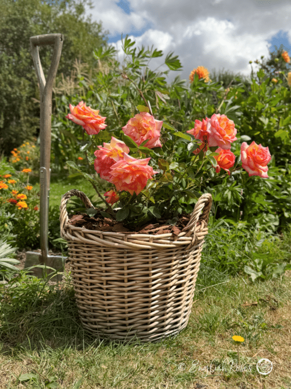 Sheila's Perfume Rose Planted in a Large Willow Basket - Sunny garden with planted basket