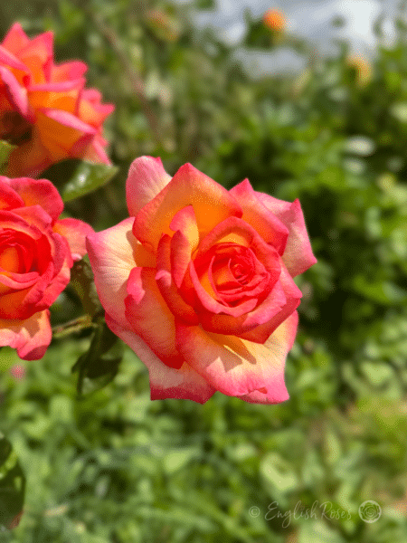 Sheila's Perfume Rose Two-toned Blooms - Yellow and Pink scented blooms
