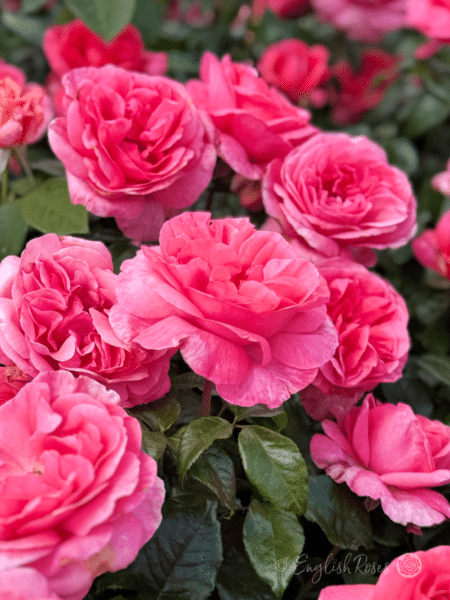 Special Anniversary Multiple Flowers - Magenta pink rose flowers