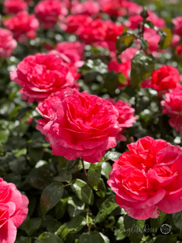 Special Anniversary Rose Multiple Blooms - Rich magenta scented roses