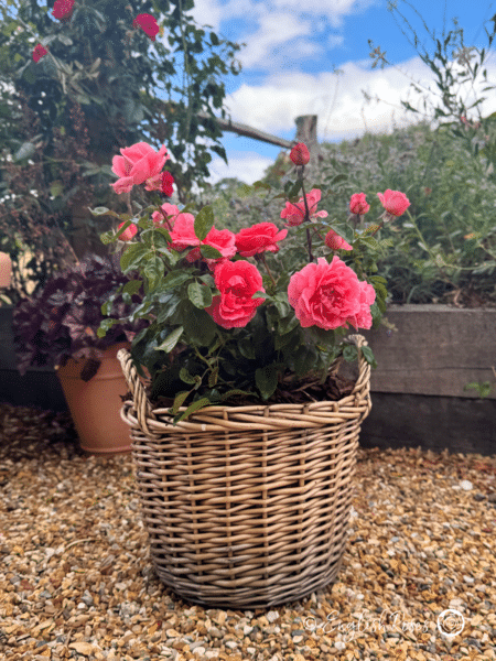 Special Anniversary Rose Planted in a Willow Basket - Pink rose bush planted in a patio basket