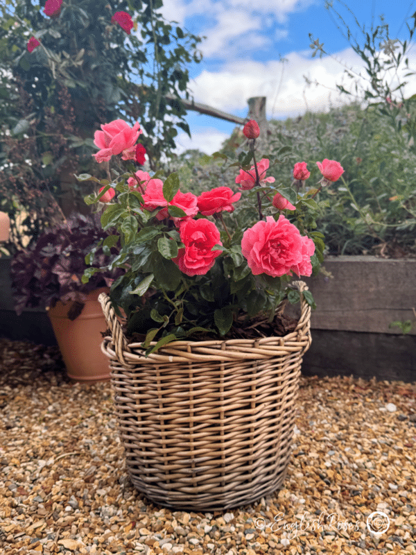 Special Anniversary Rose Planted in a Willow Basket - Pink rose bush planted in a patio basket