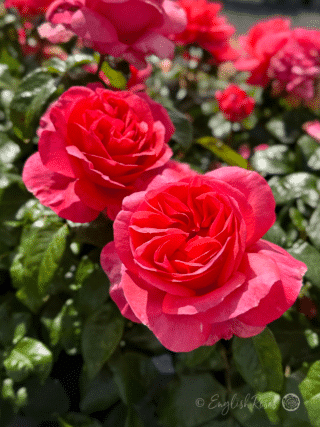 Special Anniversary Rose Two Open Blooms - Bright magenta hybrid tea