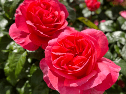 Special Anniversary Rose Image