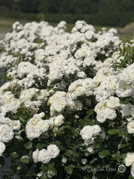Special Child Rose Bush - Lots of small white flowers