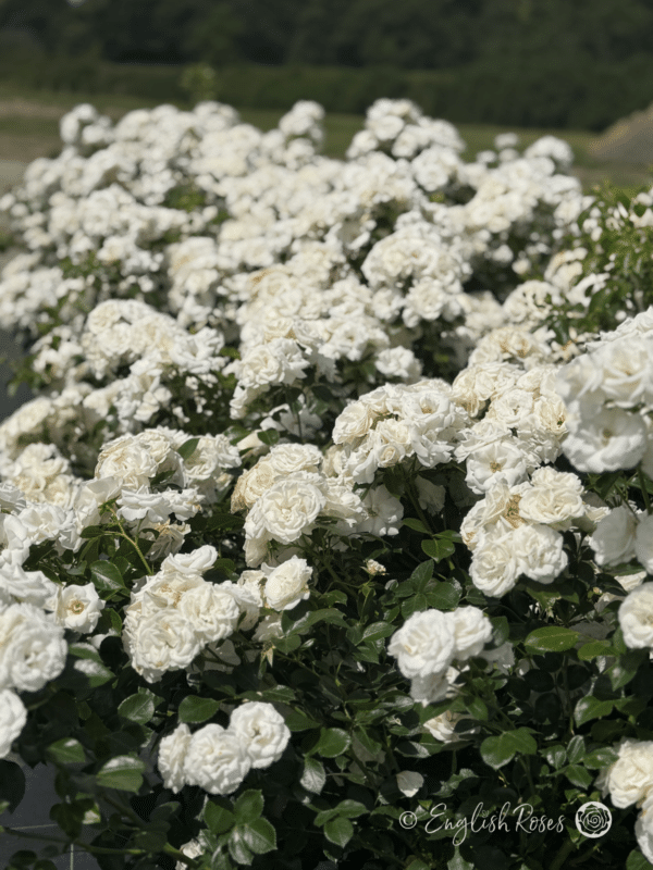 Special Child Rose Bush - Lots of small white flowers
