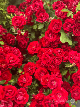 Special Grandad Rose Lots of blooms - lots of small red flowers
