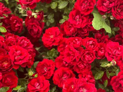 Special Grandad Rose Image