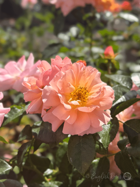 Summer Beauty Rose Orange Pink Open Blooms - Two open orange pink blend open blooms with green foliage