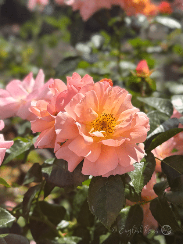 Summer Beauty Rose Orange Pink Open Blooms - Two open orange pink blend open blooms with green foliage