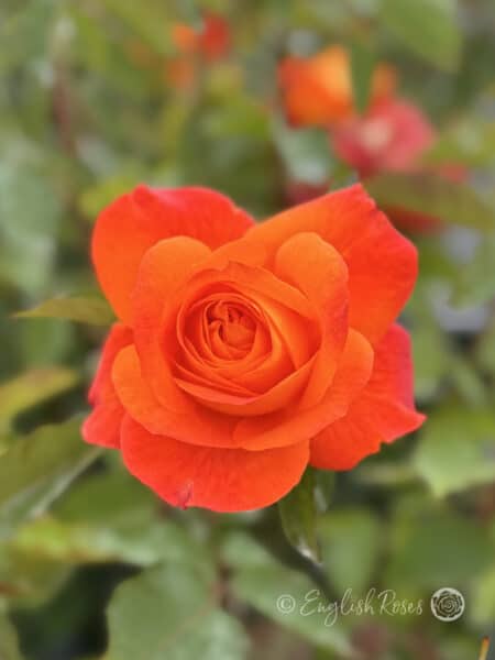Super Trouper Rose Close Up Bloom - Bright Orange Rose Bloom
