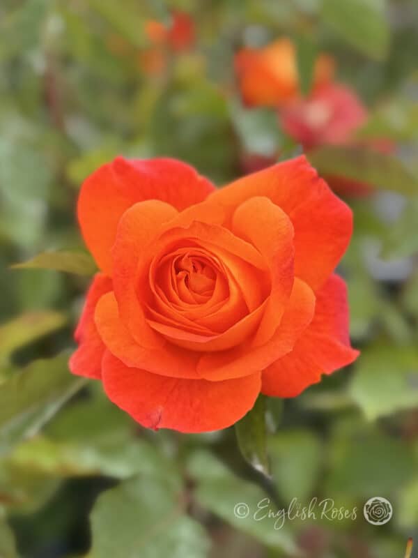 Super Trouper Rose Close Up Bloom - Bright Orange Rose Bloom