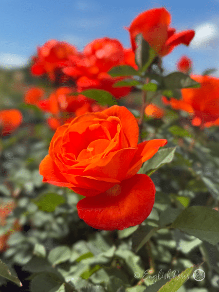 Super Trouper Rose Orange Blooms - Orange blooms with green foliage and sunny blue sky.