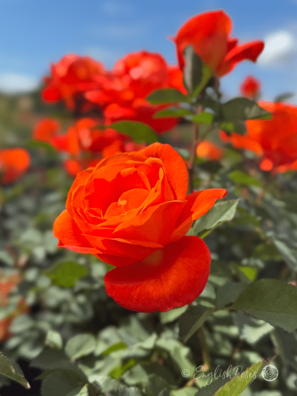 Super Trouper Rose Orange Blooms - Orange blooms with green foliage and sunny blue sky.