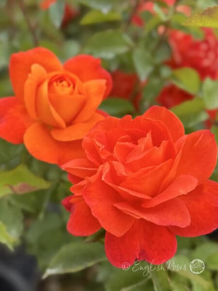 Super Trouper Rose Two Blooms - Bright Orange-red Blooms with green leaves