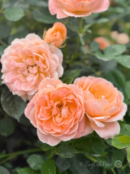 Sweet Dream Rose Cluster of small flowers - Compact peach blooms with green foliage