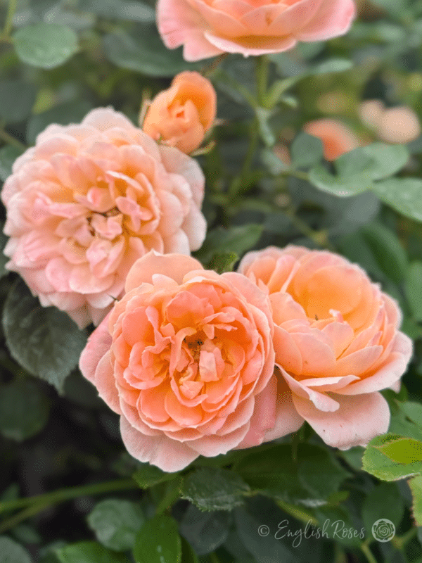 Sweet Dream Rose Cluster of small flowers - Compact peach blooms with green foliage