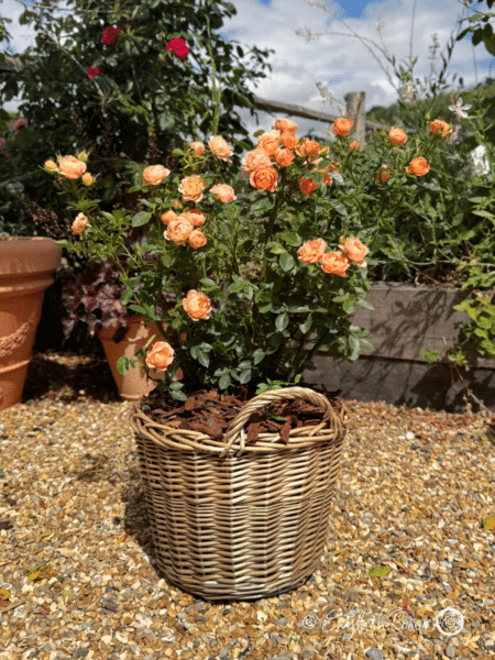 Sweet Dream Rose Gift Planted Basket - small compact peach flowers