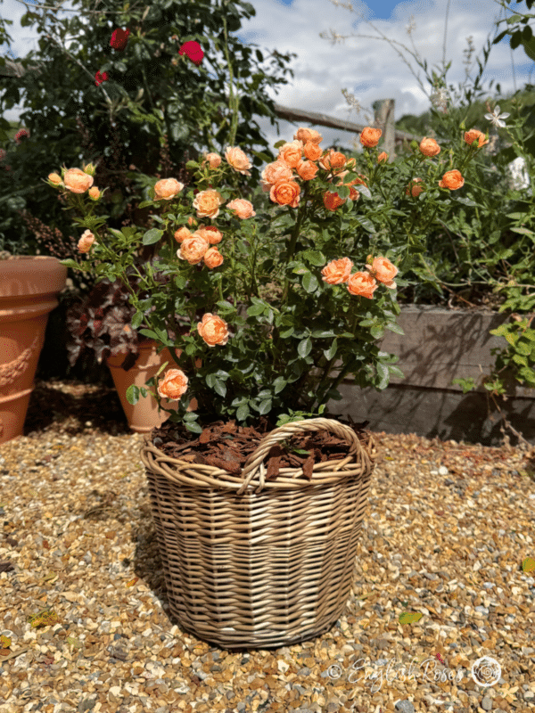 Sweet Dream Rose Gift Planted Basket - small compact peach flowers