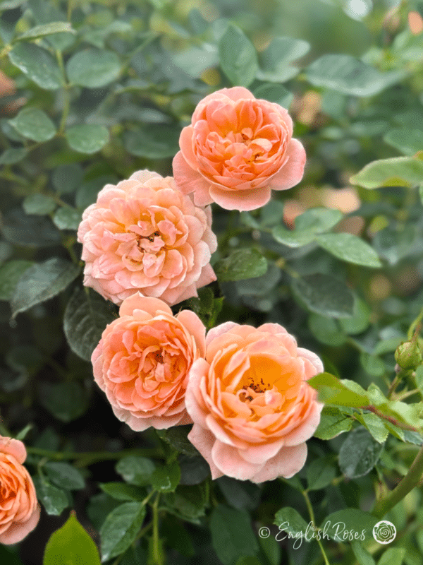 Sweet Dream Rose Patio Peach Blooms - Small Pink Peach Blooms