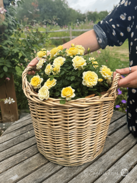 Sweet Memories Rose Gift Planted Basket with Hands - Compact rose bush with light yellow flowers