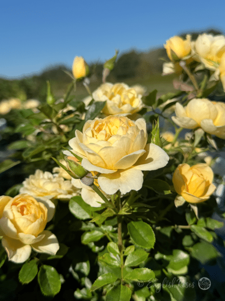 Sweet Memories Rose - Sustainable Christmas Gift - Image 4