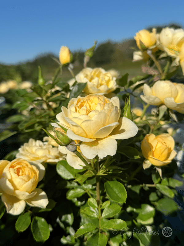 Sweet Memories Rose - Sustainable Christmas Gift