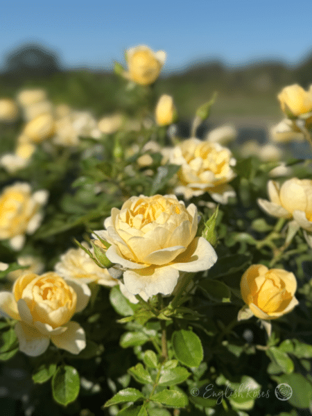 Sweet Memories Rose - Sustainable Christmas Gift - Image 2
