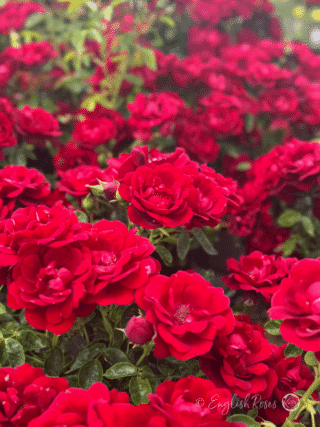 Sweet Wishes Rose Multiple Red Patio Blooms - Small Red Patio rose blooms