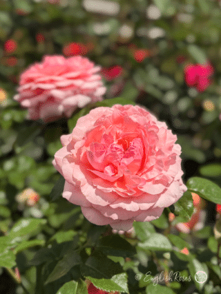 The Duchess Of Cornwall Rose Pink Apricot Rose Blooms - Two blooms with green foliage