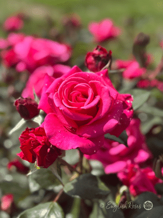 Timeless Charisma Rose Main Image - Dark Pink Classic shaped Hybrid Tea Rose