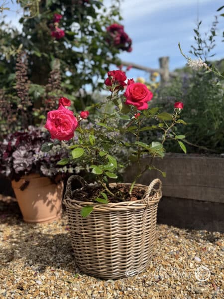 Timeless Charisma Rose Planted in a Basket - Dark Pink Gift Planted Basket