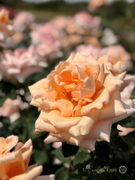 Warm Wishes Rose Multiple Blooms - Pale aprioct and pink rose blooms