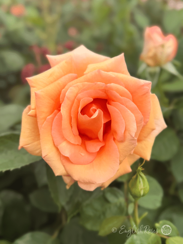 Warm Wishes Rose Open Bloom - Orange apriocot blend flower