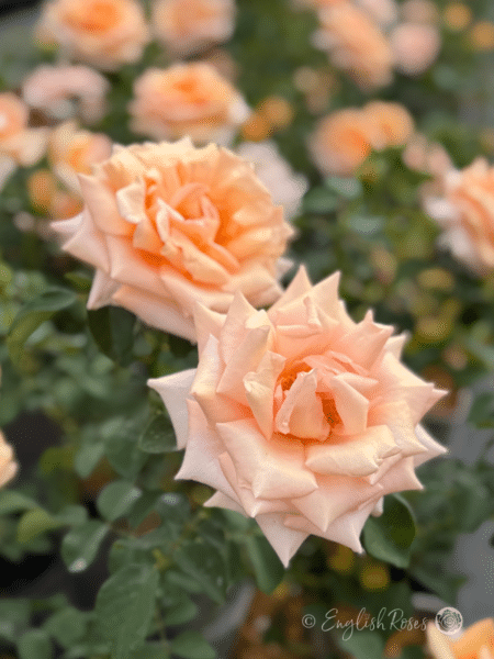 Warm Wishes Rose Pale Apricot Blooms - Two large apricot and pink blooms