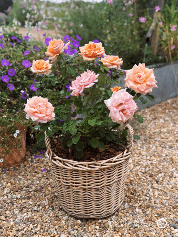 Warm Wishes Rose Patio Basket - Orange Pink Large Blooms