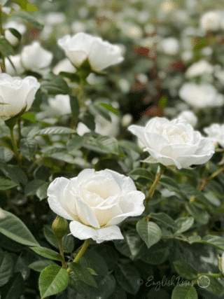 White Patio Rose Multiple Blooms - Lots of small compact white flowers