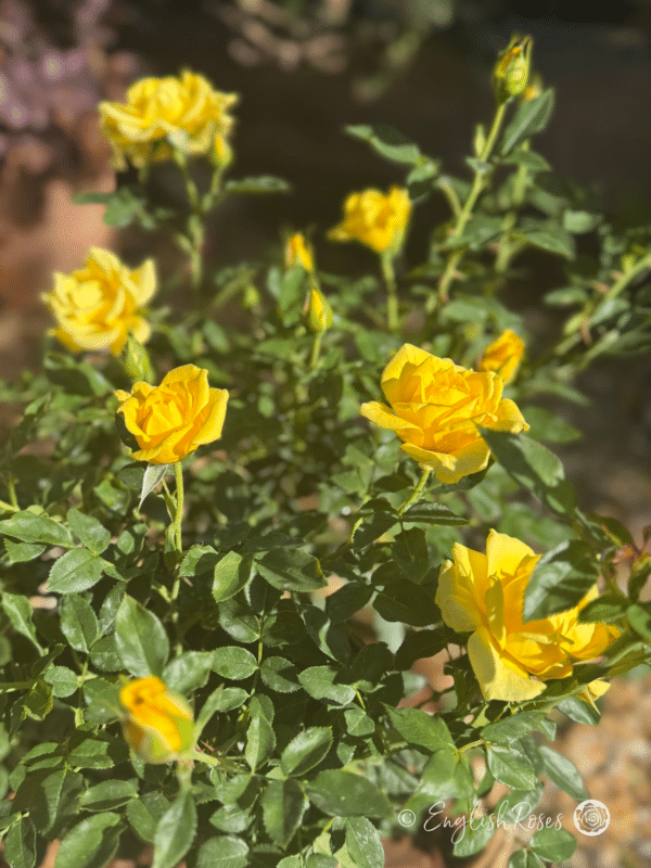 Yellow Patio Rose Close up of Basket Small yellow buds and blooms