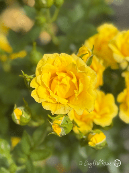 Yellow Patio Rose Cluster of blooms - small yellow flowers