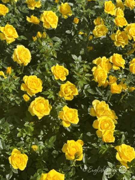 Yellow Patio Rose Lots of small yellow flowers - compact patio rose bush