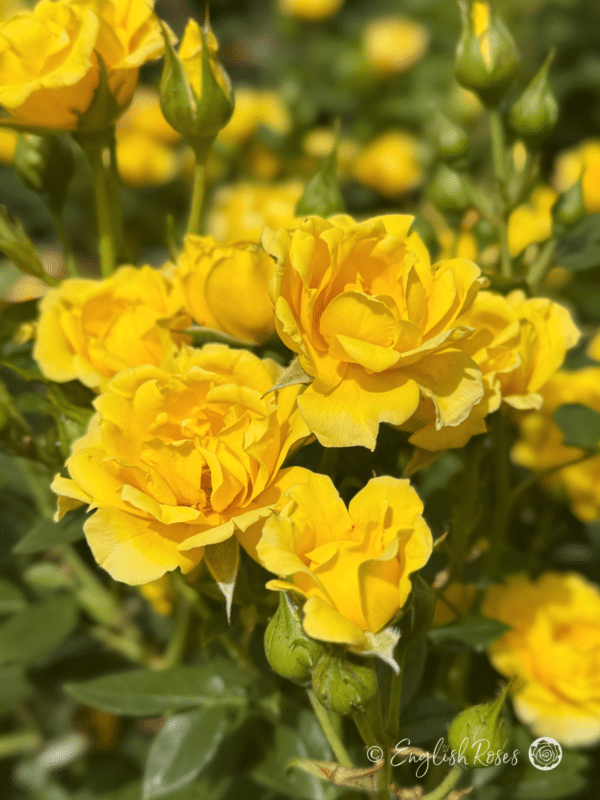 Yellow Patio Rose Multiple small yellow blooms - small patio rose bush