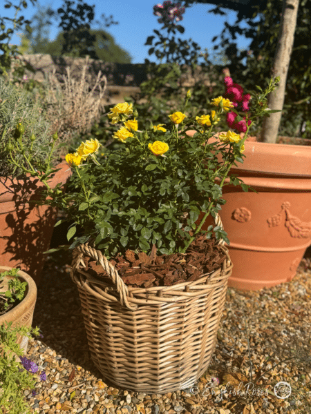 Yellow Patio Rose Planted Basket - compact plant with small yellow flowers