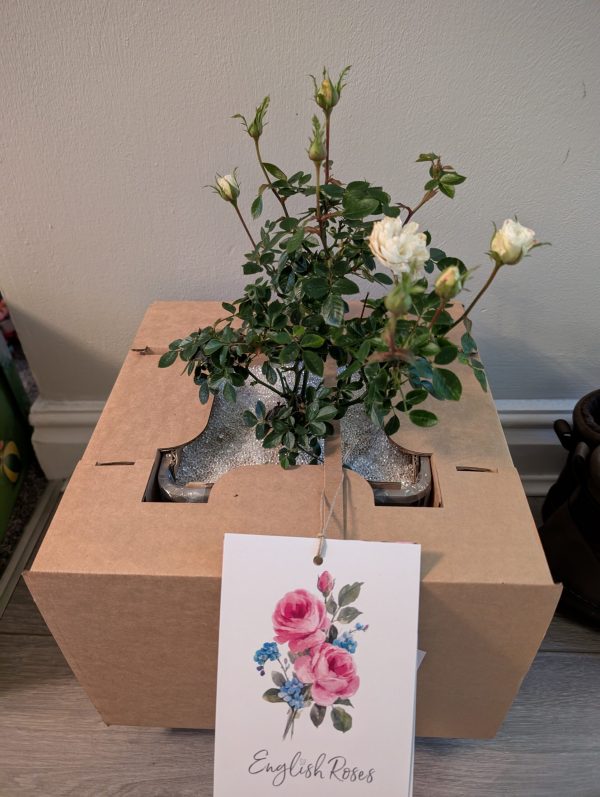 Diamond Wedding Rose Gift