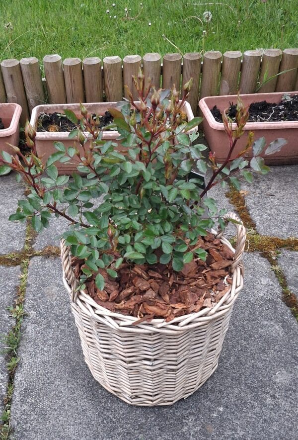 Remembering Someone Special - Rose Gift In Large Willow Basket