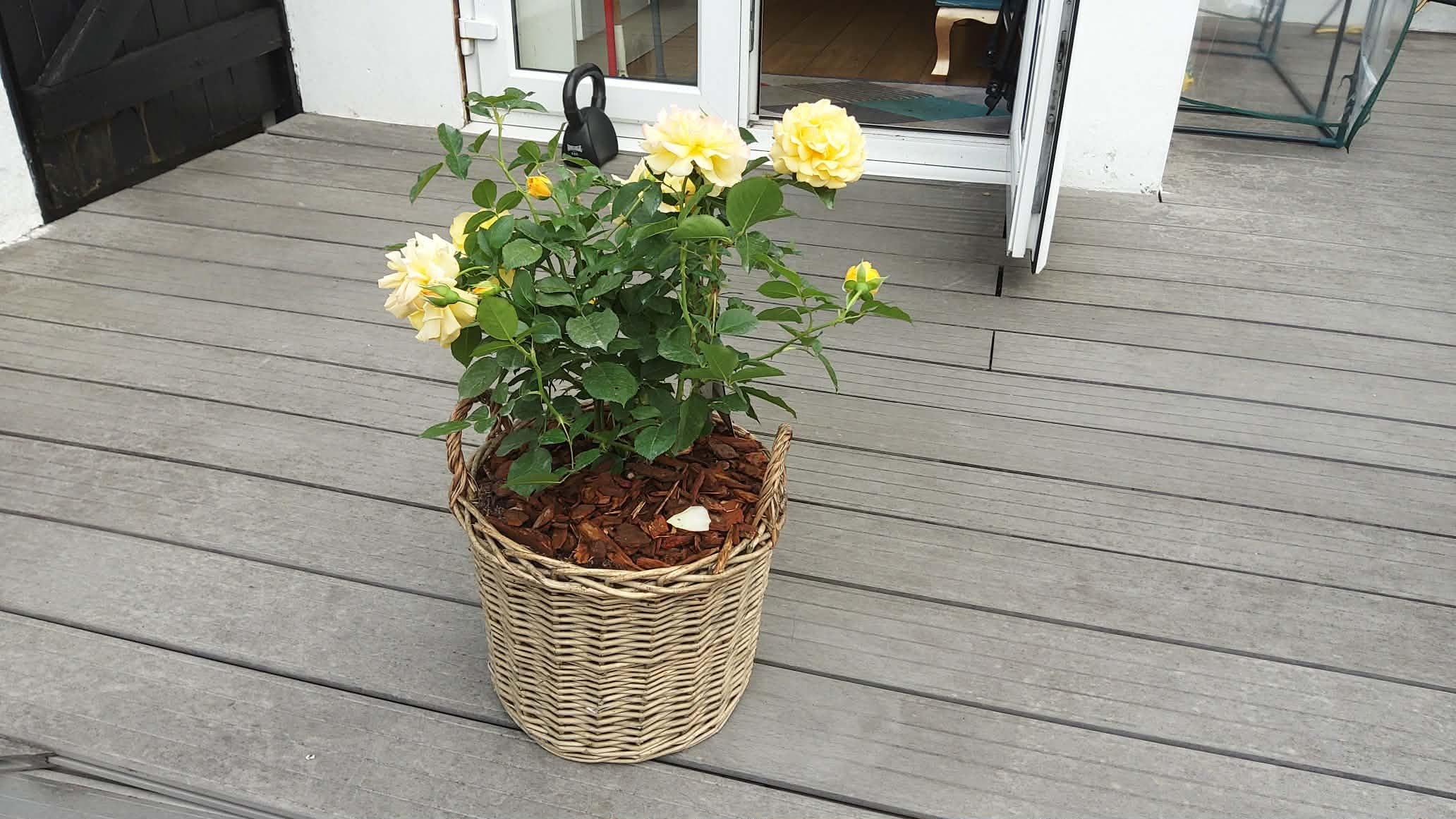 Gift Planted 80th Birthday Rose In Large Willow Basket