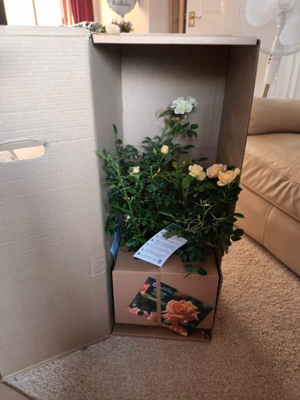 Fabulous Roses For 70th Birthday - Happy Birthday Patio Rose