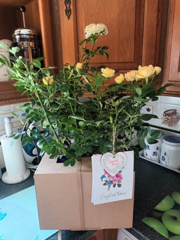 Fabulous Roses For 70th Birthday - Happy Birthday Patio Rose