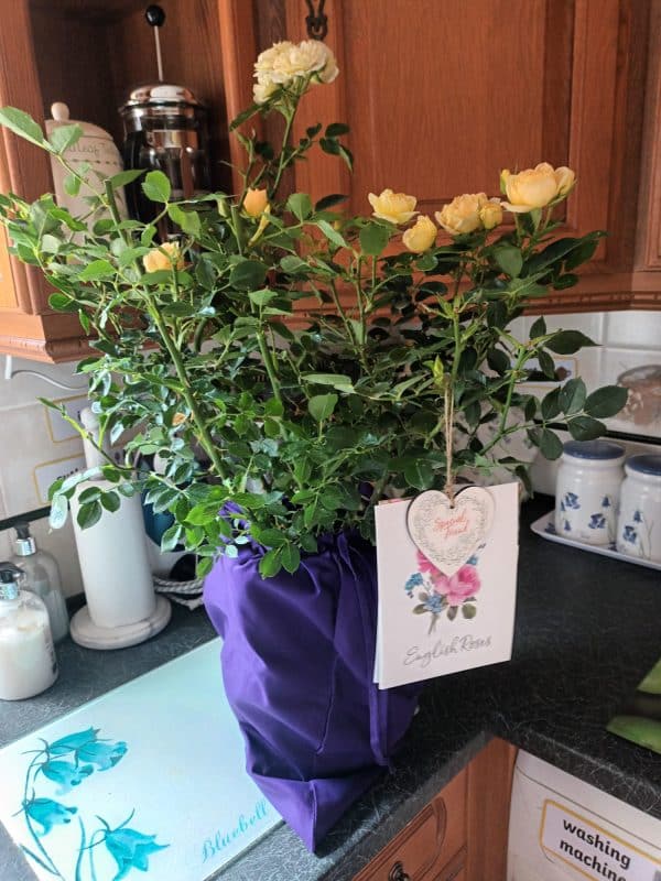 Fabulous Roses For 70th Birthday - Happy Birthday Patio Rose